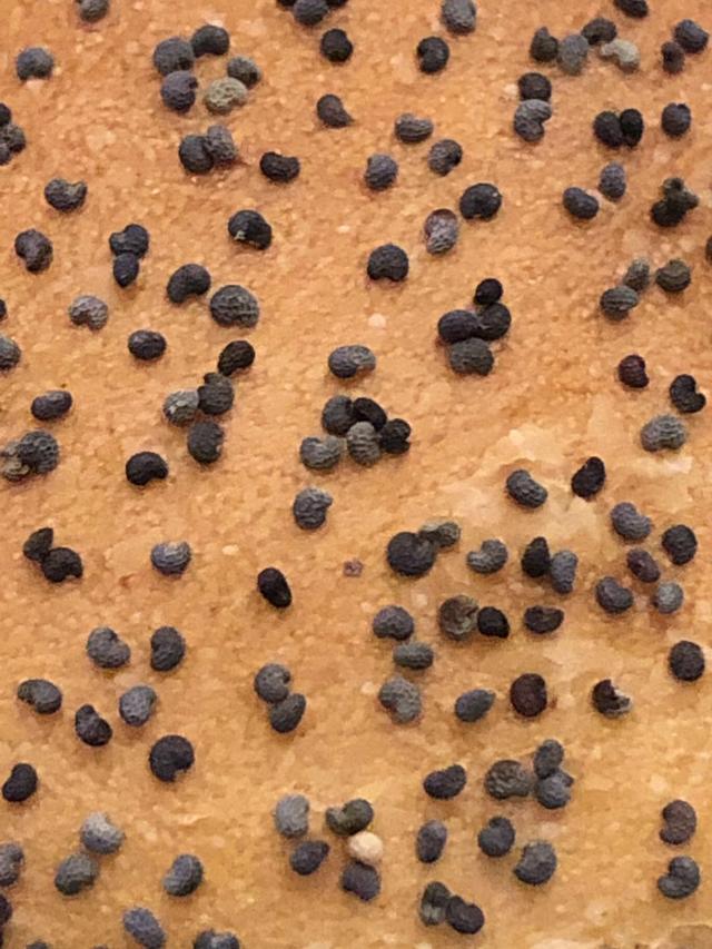 这个黑点不是芝麻,而是罂粟籽
