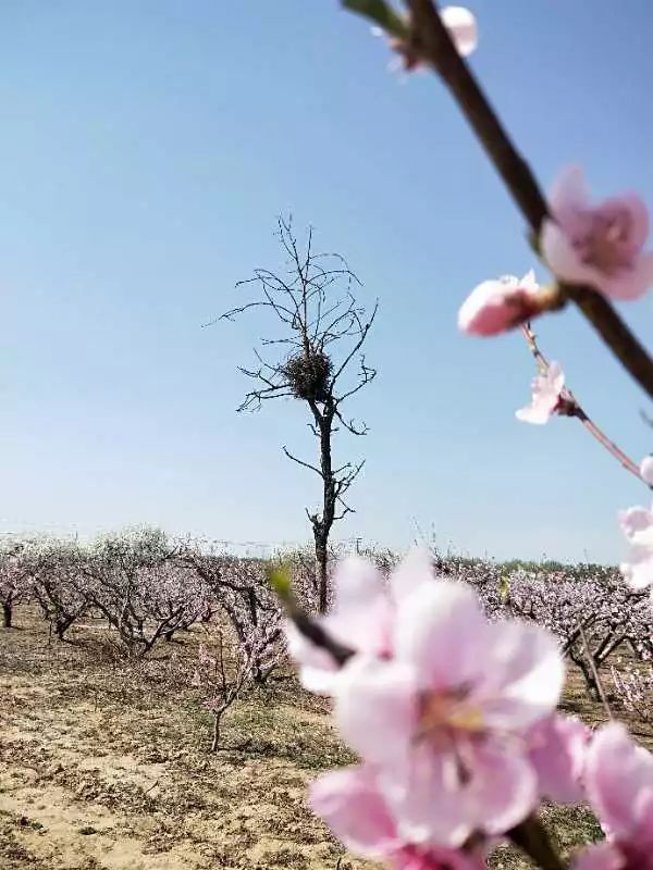 中国唐庄2019梨花节今天上午开幕_桃园