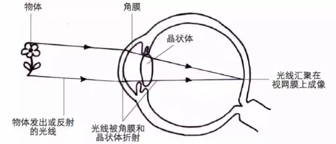 眼睛成像的原理是什么简短_眼睛的成像原理是什么