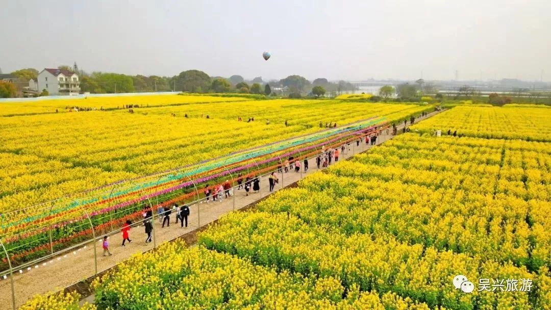 油菜花节正式启动77 市文化广电旅游局党委书记干永福全域旅游,文旅