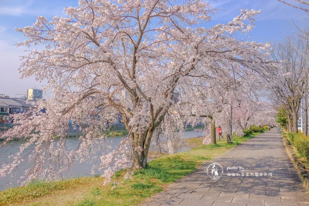 京都| 连续6年赏樱,18个樱花拍摄点,21家周边美食甜品