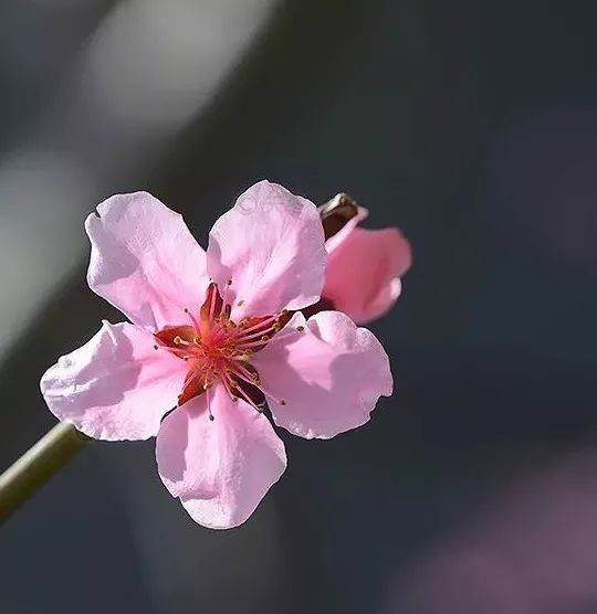 北京紫桃3玫粉桃,树型为直枝型,花为单瓣型,花粉色;花药白色,花丝