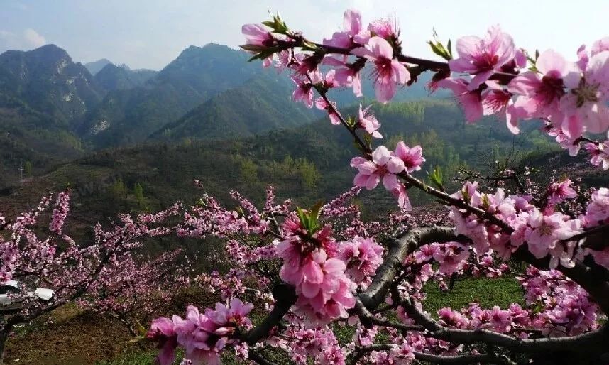 清明一日赏桃花4月567日丨土门峪徒步穿越踏青行摄赏桃花