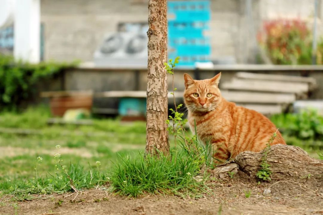 我是那只"被出走"的橘猫