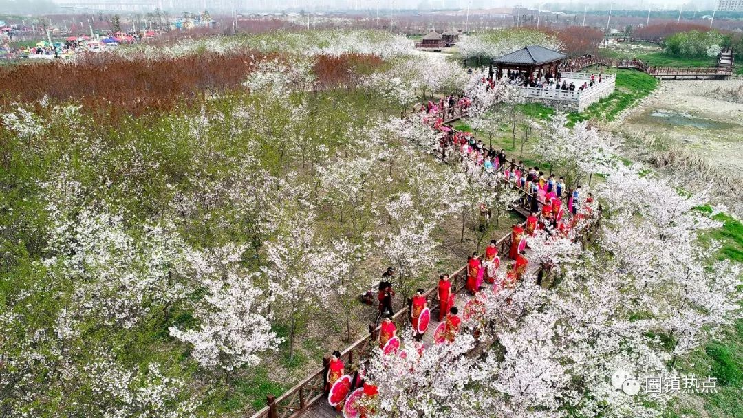 航拍谷阳城遗址公园第一届万亩樱花旅游文化节