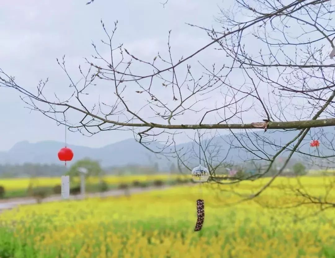 油菜花,大自然铺在春天的地毯