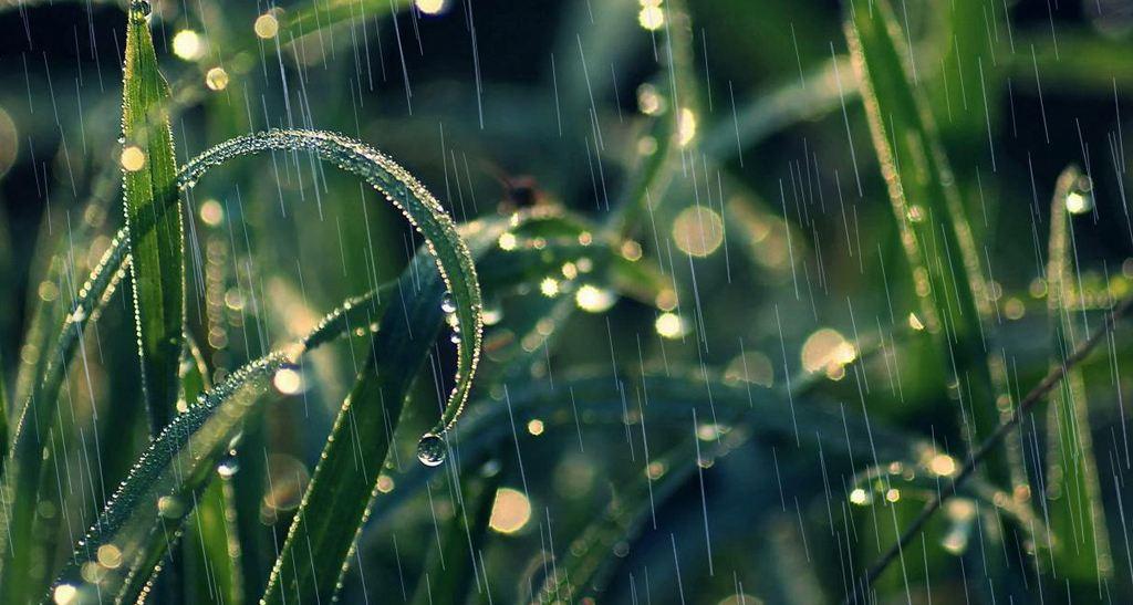 《春雨,擦亮草叶的隐喻》 文/如水年华 · 雨,落在肩上 我伸手接过一