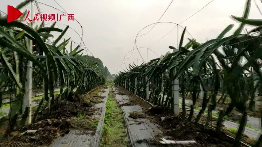 南宁市江南区：特色产业让村集体经济“红红火火”