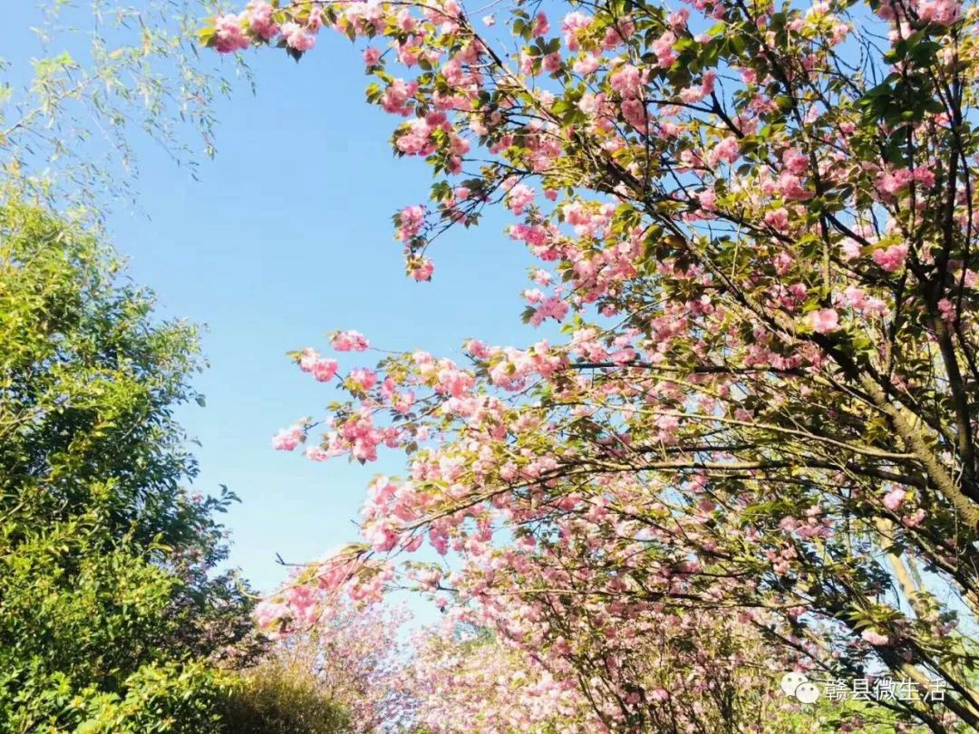 2019赣县樱花节盛大开幕!高空航拍!震撼来袭!