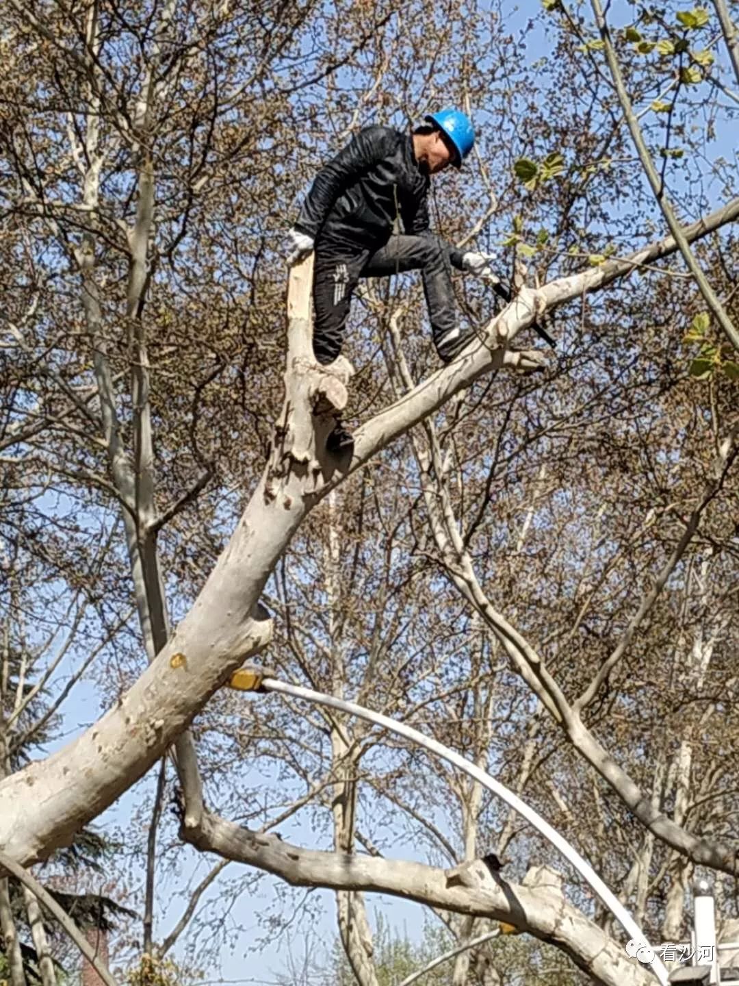 沙河太行街锯树高空作业未有任何保护措施.