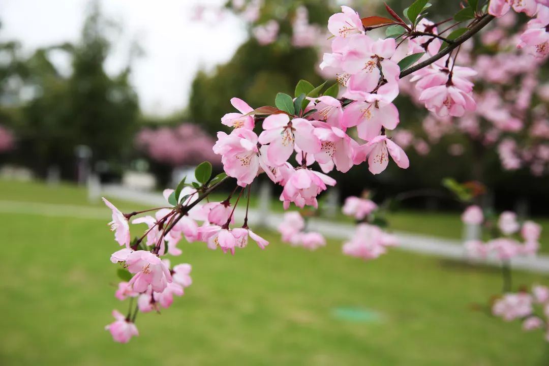 海棠花 网友"绪潇"摄明珠城郁金香 网友"田园乡村"摄来源:苏州湾太湖