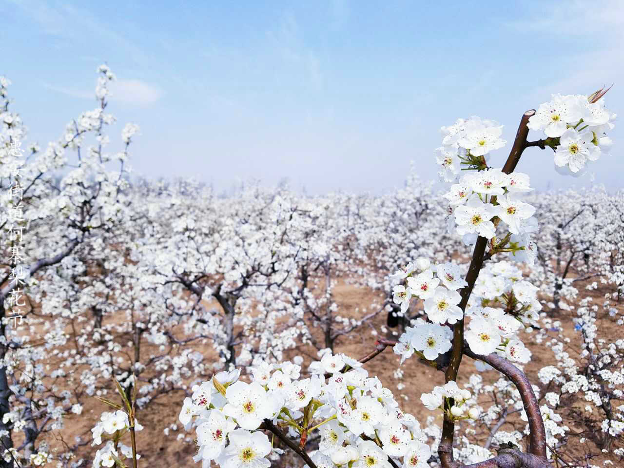 【组图】兰考县惠安街道(何寨)首届梨花艺术节