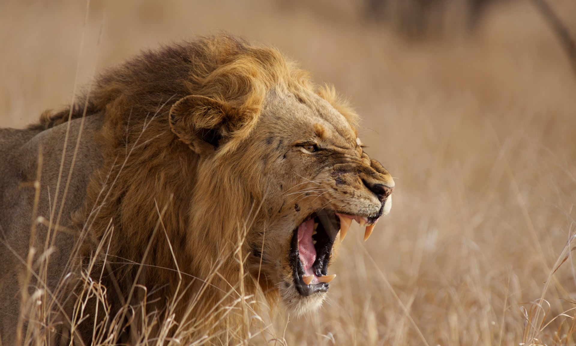 万兽之王狮子的生存危机:dna防御能力减弱,遗传多样性