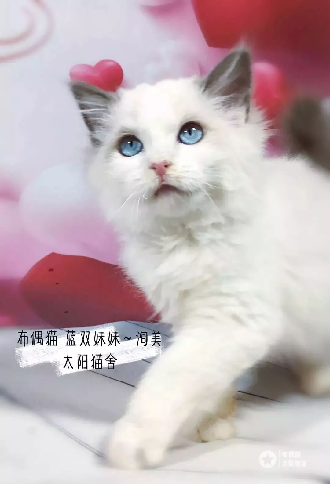 谁家的猫 简直一个小妖精 云南