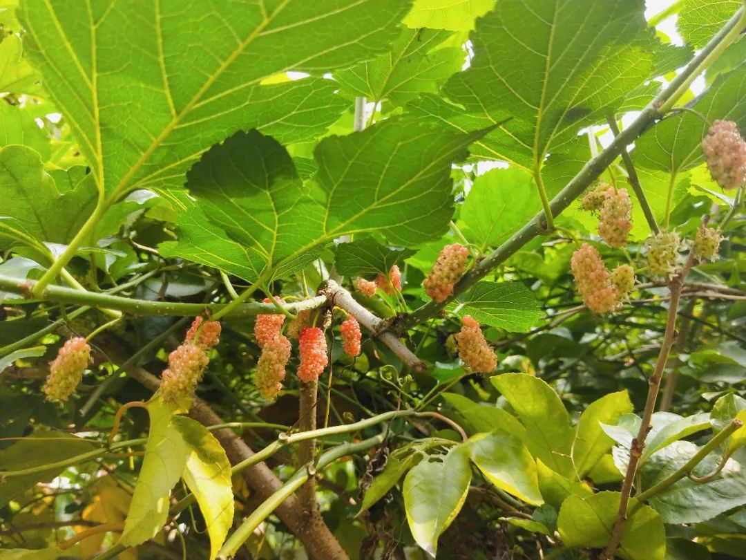 家里人口官名_吃饭照片真实照片家里