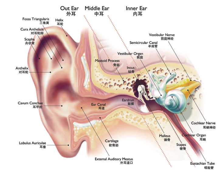 耳朵的解剖学