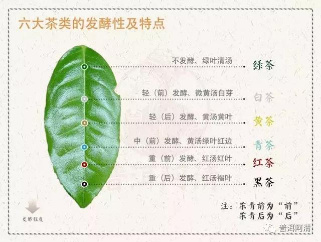 中国茶叶品种很多,如果从茶叶的不同制作方法和茶多酚的发酵程度对不