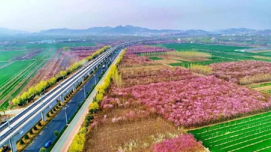 济南"最美地铁旅游线"发布,穿越花海赏泉城美景