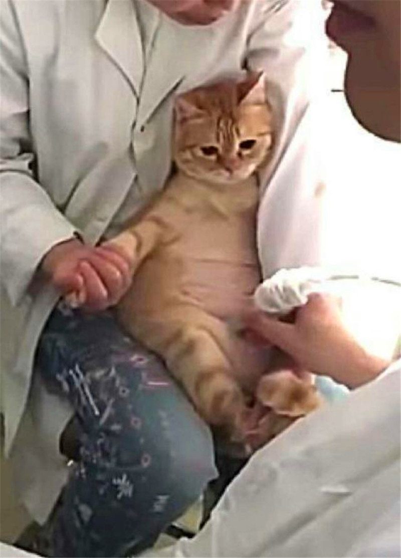 主人帶貓咪去醫院檢查，聽到懷孕的消息，貓咪的這個表情真是絕了 未分類 第1張