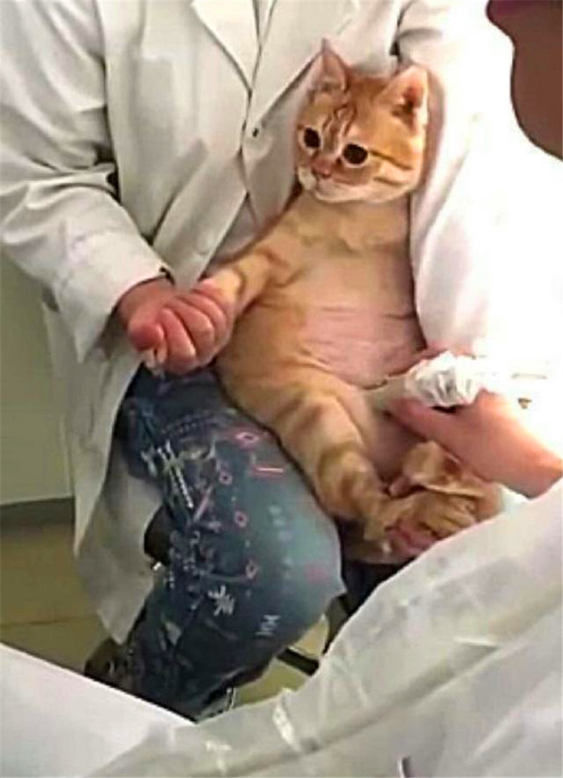 主人帶貓咪去醫院檢查，聽到懷孕的消息，貓咪的這個表情真是絕了 未分類 第3張