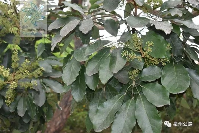 鹅掌藤更多叫鹅掌柴,但《中国植物志》的鹅掌柴(schefflera hept