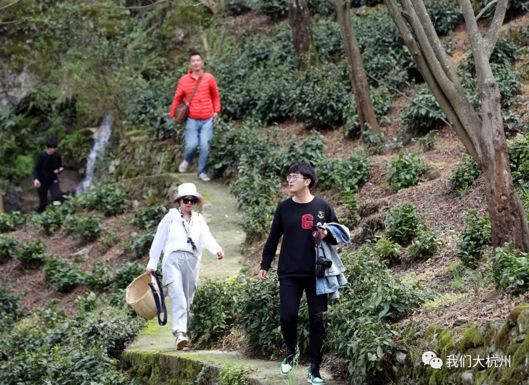 好茶不怕远,哪怕千里外 茶乡鸠坑800年"茶树王"探访之旅,四月你约不