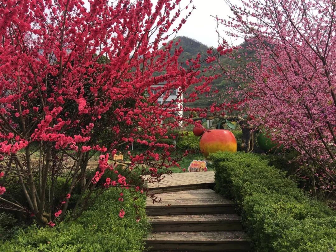 与花做伴 以美为媒 与天香贵州牡丹园 活动地址:遵义市绥阳县蒲场镇