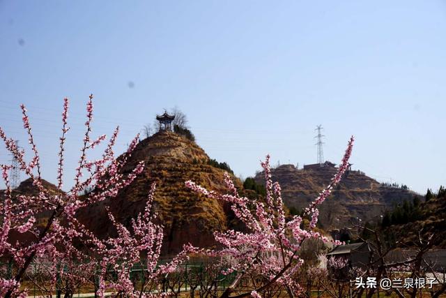 兰州安宁仁寿山桃花盛开醉游人