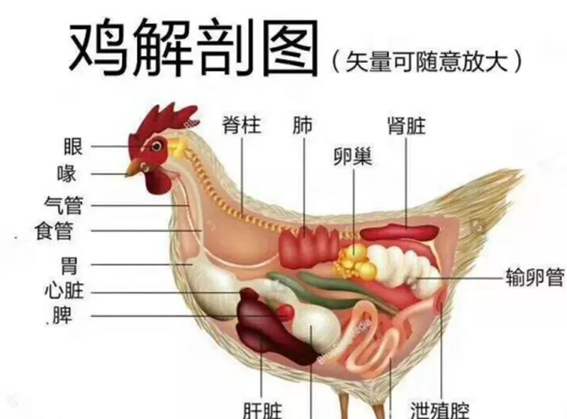 剖检诊断,是根据病死鸡各个内脏器官的综合病症表现,结合鸡疾特征性