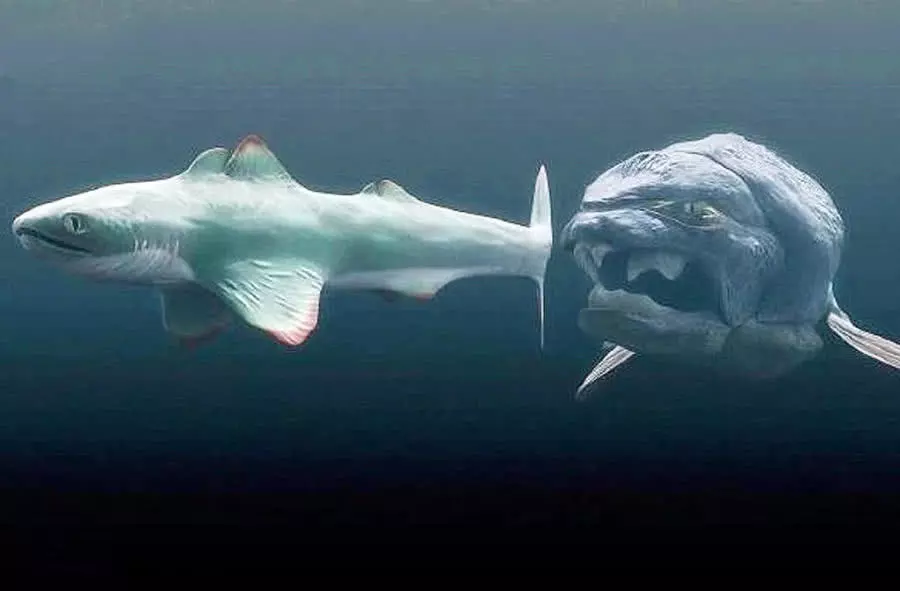 它被称为"钢铁粉碎机",一口能将鲨鱼拦腰咬断,巨齿鲨