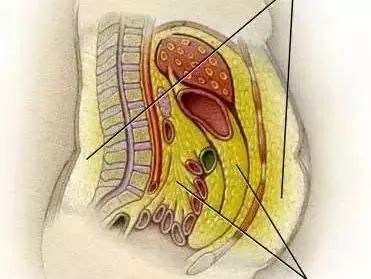体脂称什么原理测内脏脂肪_内脏脂肪