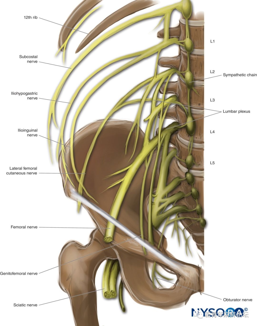 正常腰椎dr片子图片,正常的腰椎dr图片,新手看腰椎dr片(第5页)_大山谷图库