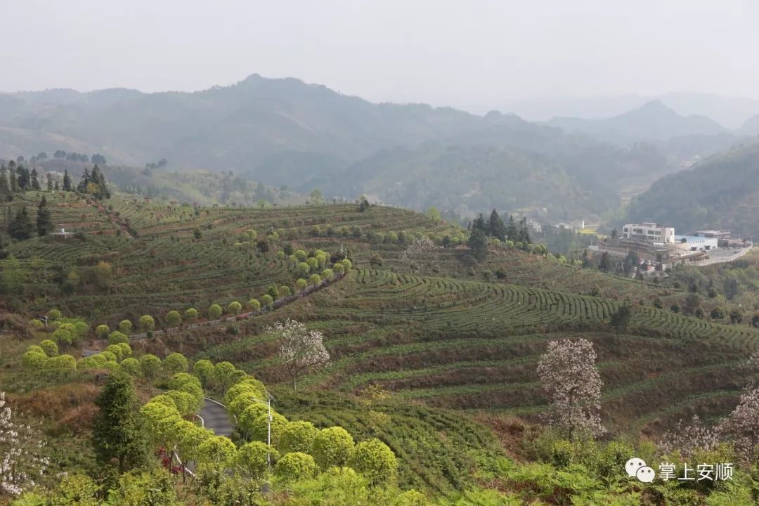 紫云自治县坝羊镇茶叶产业基地 伍水清 摄