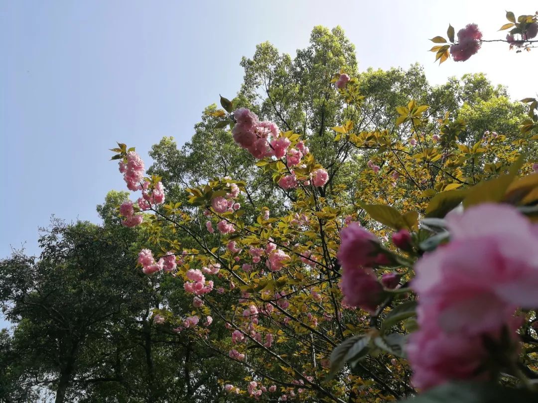 湘潭花事 | 樱花一开,菊花塘公园就美成了仙境