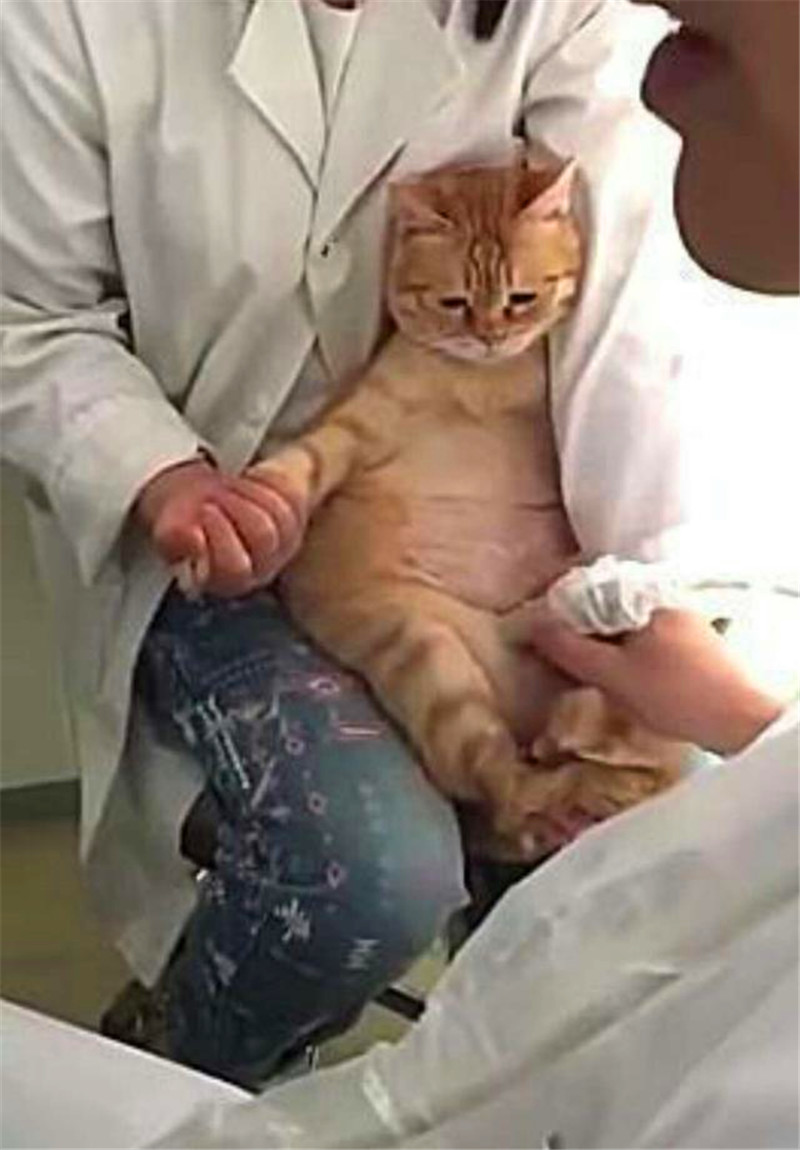 主人帶貓咪去醫院檢查，聽到懷孕的消息，貓咪的這個表情真是絕了 未分類 第2張