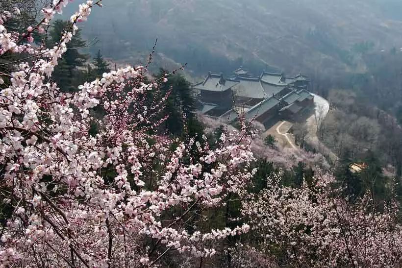 4月7日寿阳方山森林公园桃花节,走桃花运享桃花劫