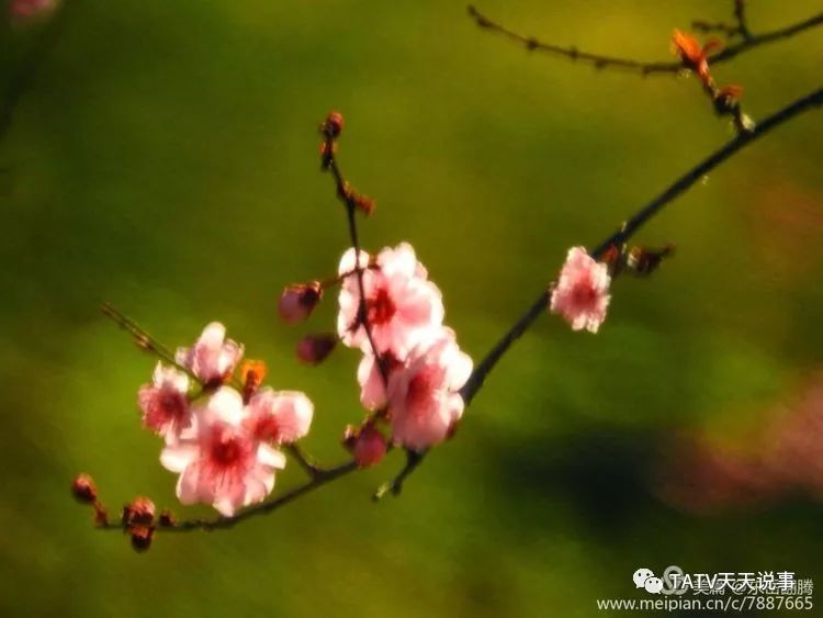 期待你的来稿| 优秀摄影作品——《春风吹绿柳 草木百花香》