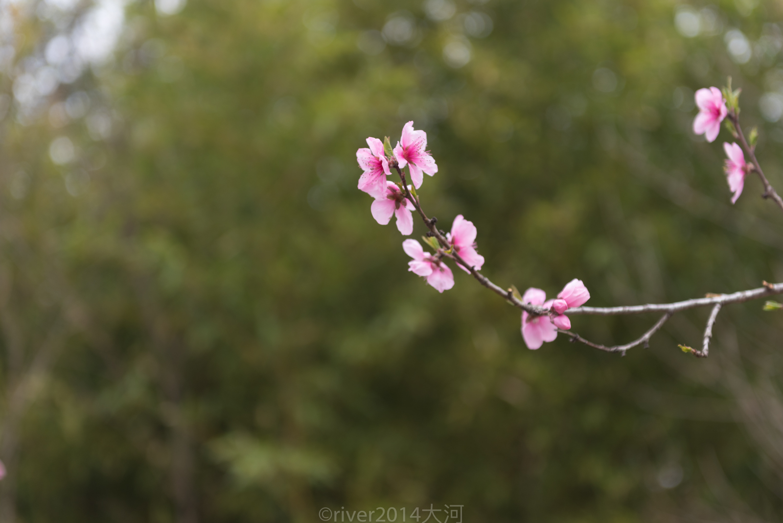 原创江苏连云港桃花涧,初春桃花盛开游客纷纷前来打卡