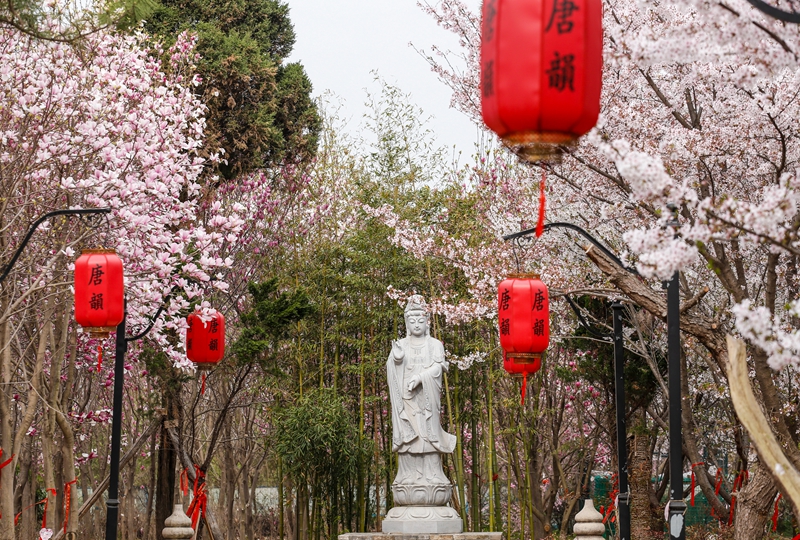 唐韵流春妍樱花撩人醉