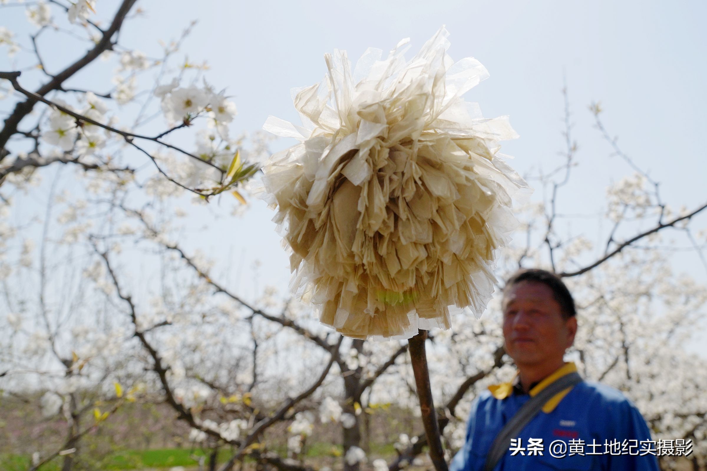 山西农民创新梨花授粉器,速度快效果好,看看是个啥东西