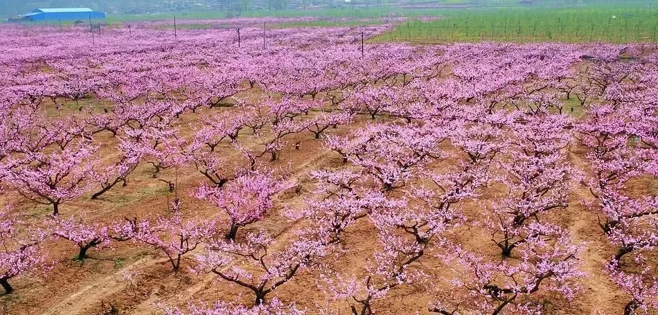 快来领取吧宝应夏集乡村桃花旅游节旅游指南