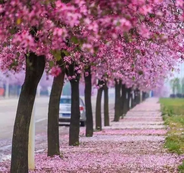 美过樱花!26万株粉色花树开爆全城,深圳人现在去还来得及!