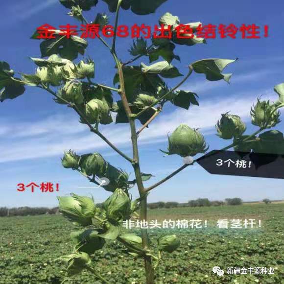 棉花品种推荐要棉花播种了选择优良品种搞好种子准备很关键