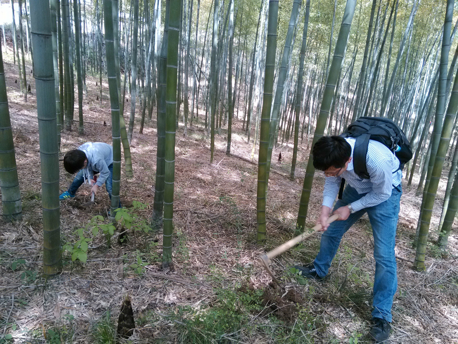 清明假期踏青徒步诸葛山竹林挖笋趣味浓静享亲子好时光