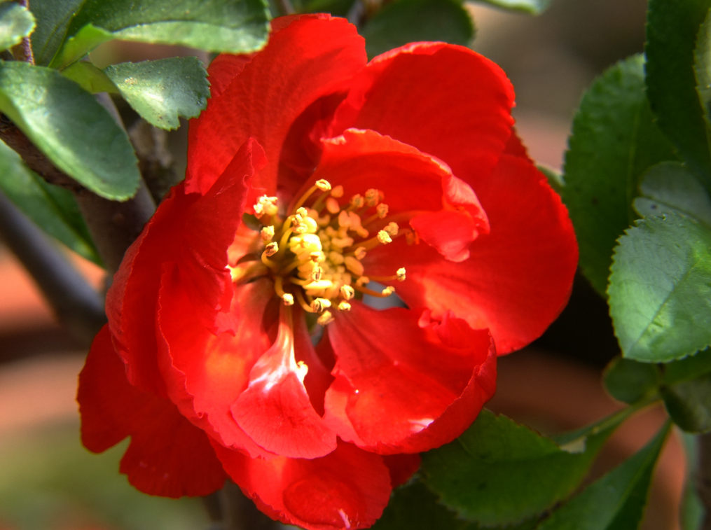 临沂市花满城飘香