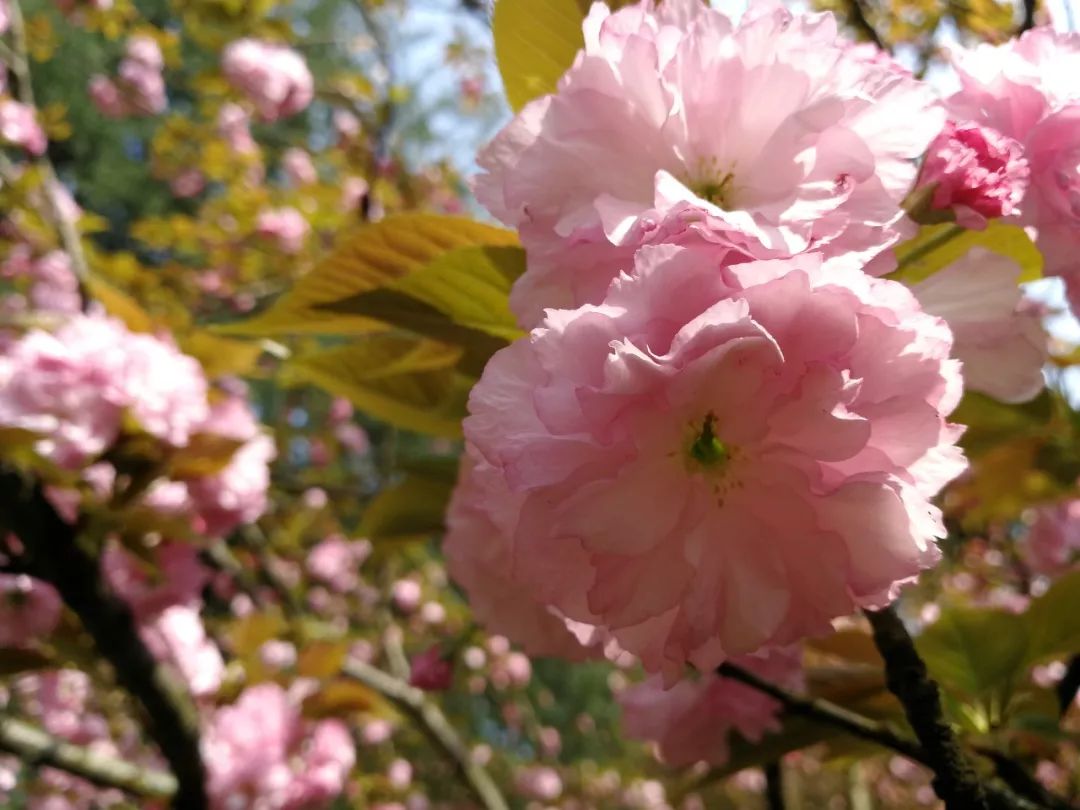 湘潭花事 | 樱花一开,菊花塘公园就美成了仙境