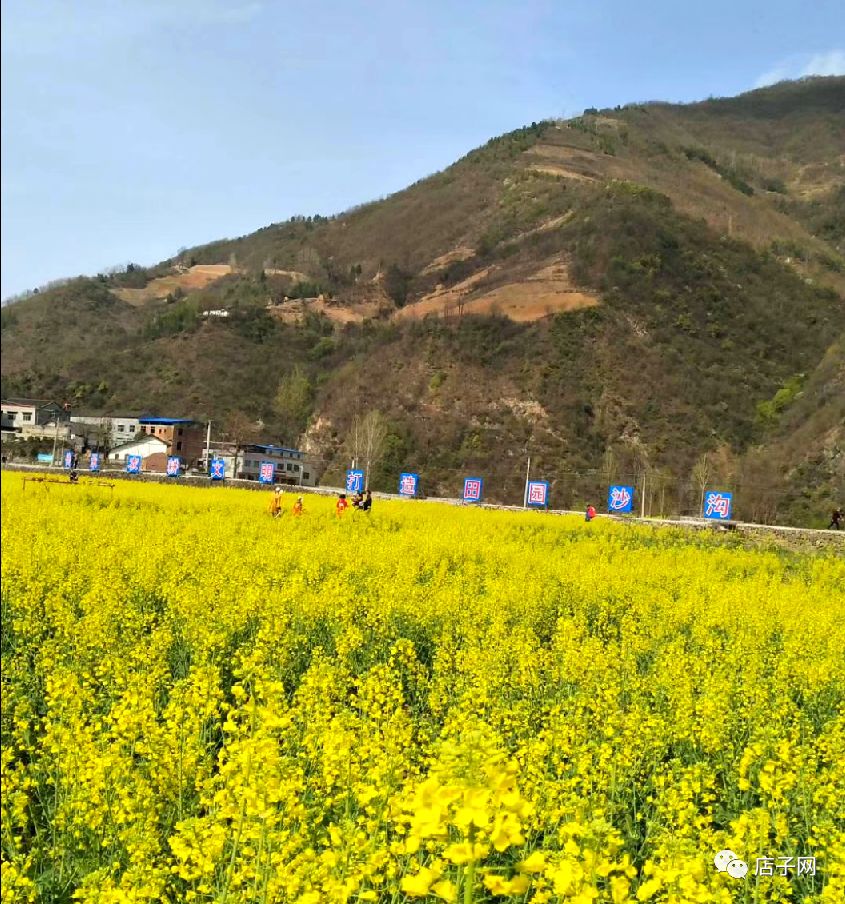 郧西关防沙沟油菜花海旅游节成功举办现场美女如云