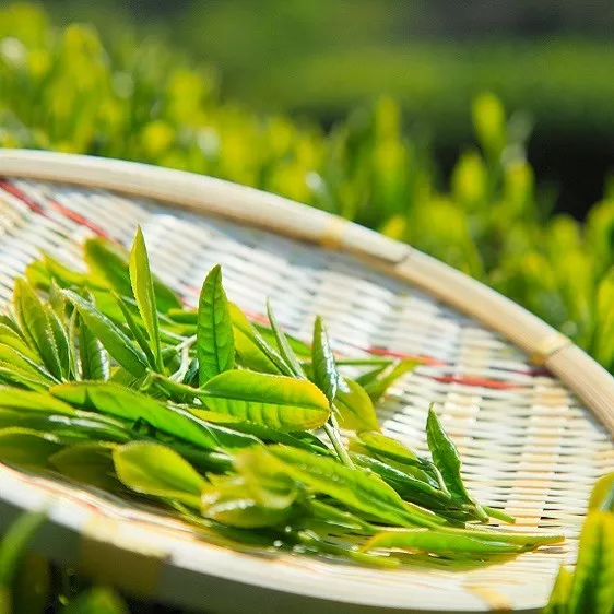 把人间四月天,泡进一杯春茶 !