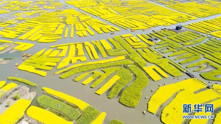 3月31日,游客在江苏兴化千垛菜花景区游览.