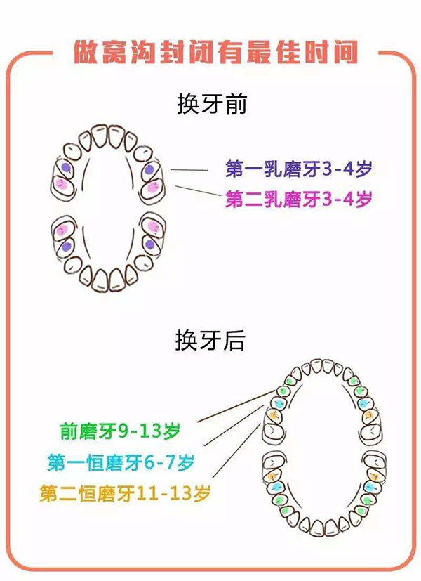 六龄齿牙的作用是什么?